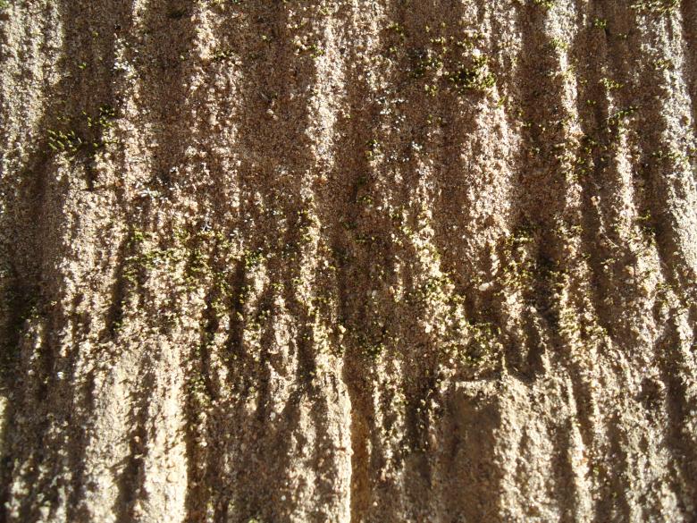 Free stock image of Musgo e areia created by João Gomes da Silva Brás