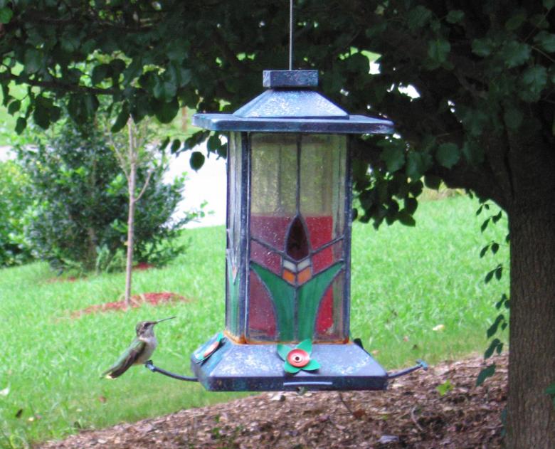 Free stock image of Hummingbird on a Feeder created by Brandon Campbell