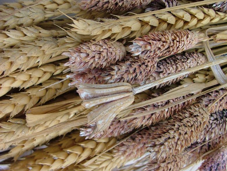 Free stock image of Dried out flowers created by James Walton