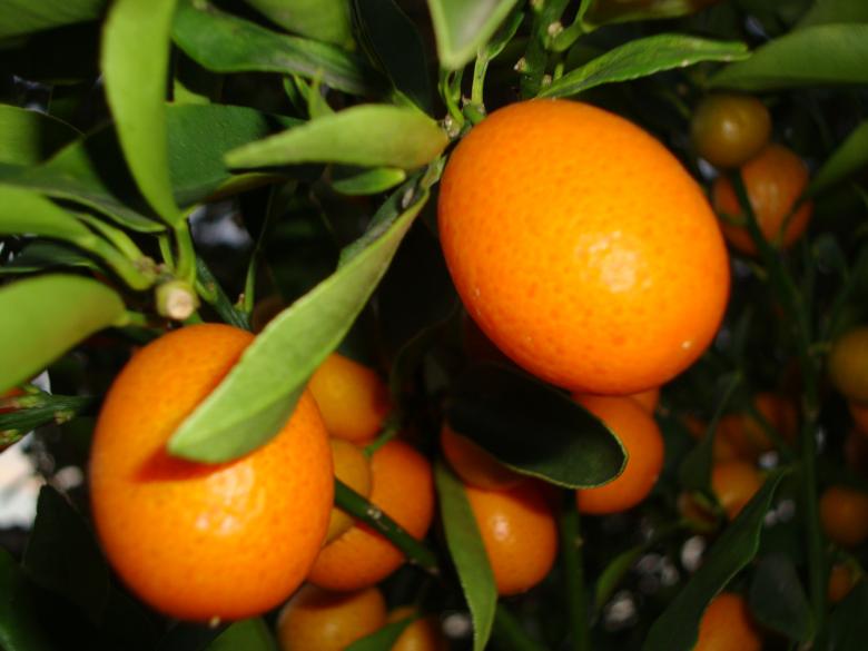 Free stock image of Oranges of Cape Town created by Naumaan Hassan