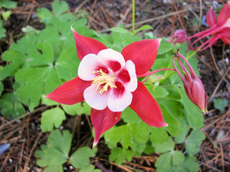 Free stock image of Aquilegia Flower created by Barbara Din