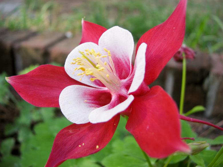 Free stock image of Aquilegia Flower created by Barbara Din