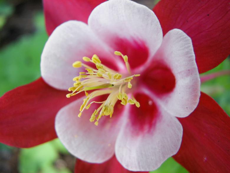 Free stock image of Aquilegia Flower created by Barbara Din