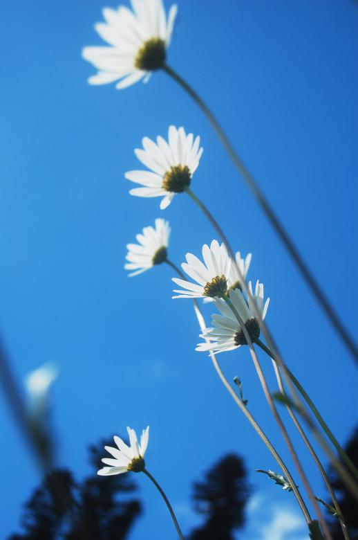 Free stock image of Marguerite Meadow created by Cofaru Alexandru