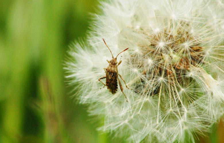 Free stock image of Insect created by Cofaru Alexandru