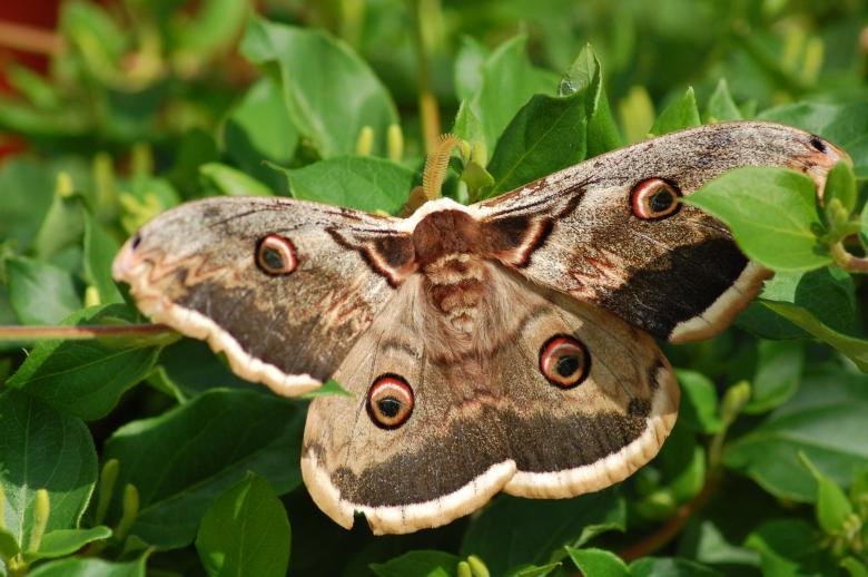 Free stock image of Butterfly created by Cofaru Alexandru