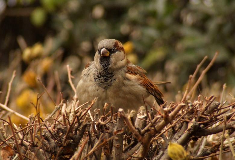 Free stock image of Sparrow created by Cofaru Alexandru