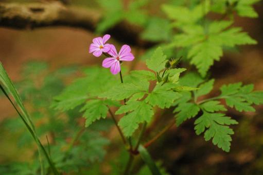 Purple Flower