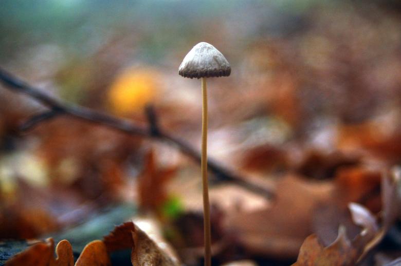 Free stock image of Mushroom created by Cofaru Alexandru