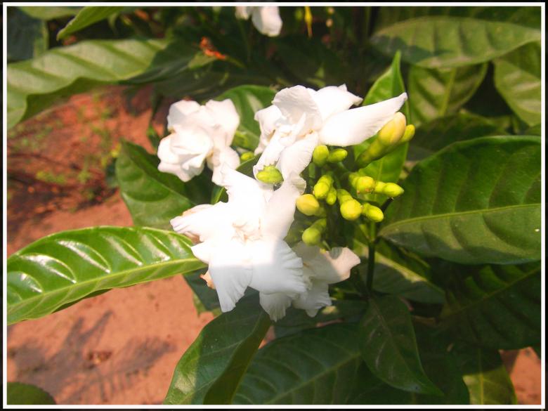 Free stock image of Flower created by Sandeep Singh