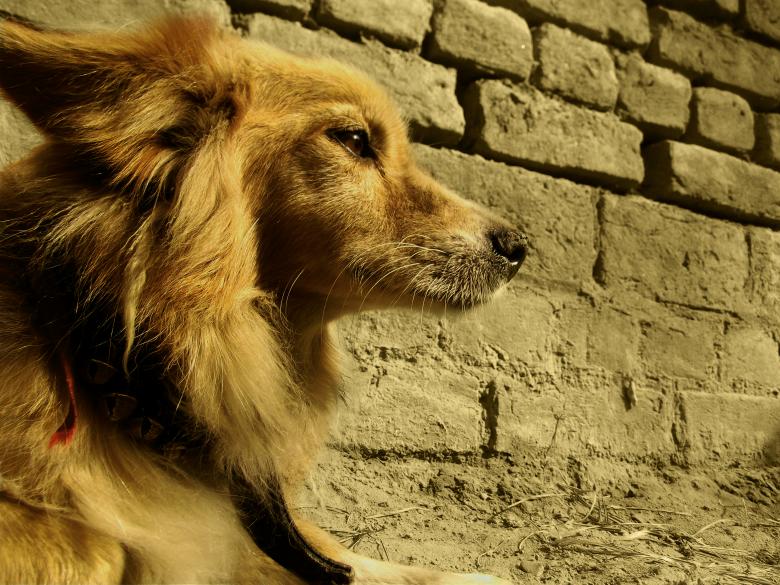 Free stock image of Pet created by Sandeep Singh