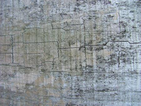 Bark Texture - Free Stock Photo