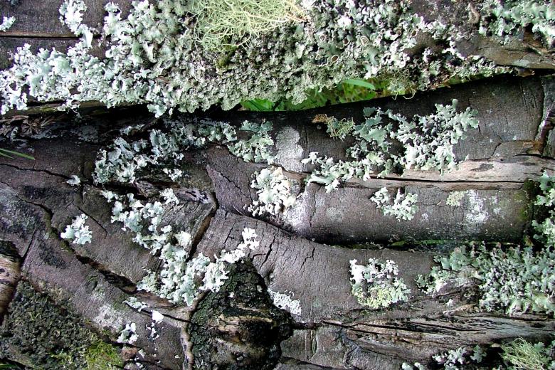 Free stock image of Moss on Tree created by James Walton