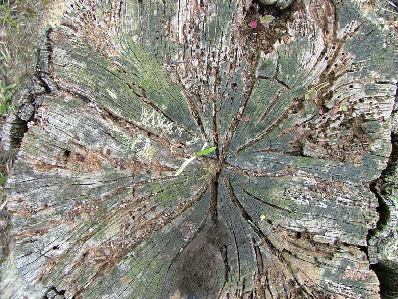 Free stock image of Tree Stump created by James Walton