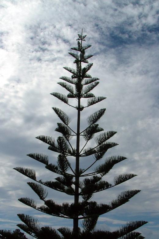 Free stock image of Tree and Sky created by James Walton