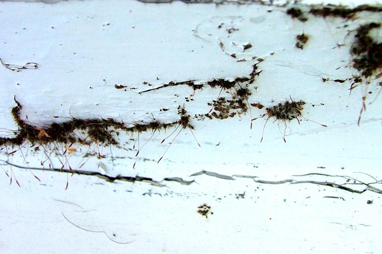 Free stock image of Moss on Paint Work created by James Walton