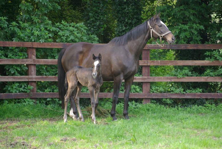Free stock image of Mom and colt created by Paul Hoskin