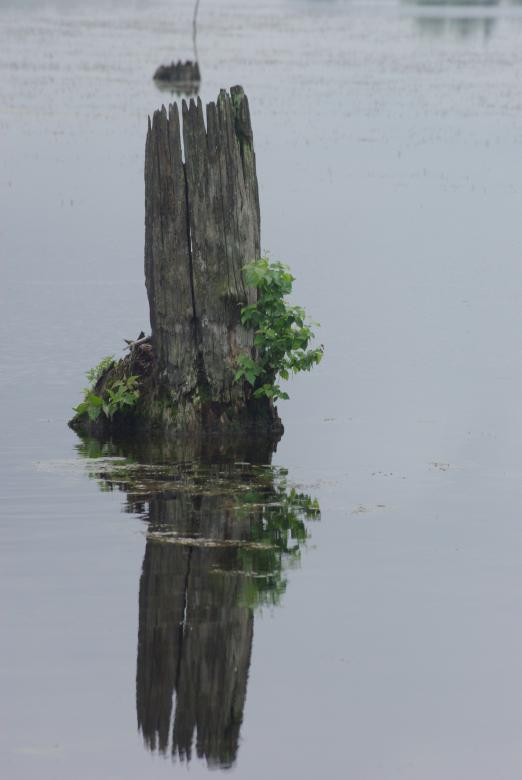 Free stock image of Reflection created by Paul Hoskin