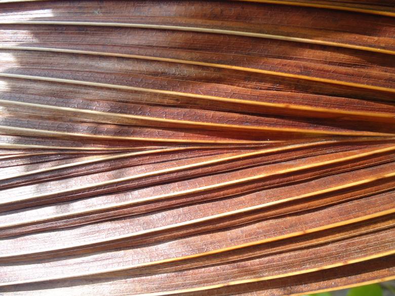 Free stock image of Dry Leaves Texture created by João Gomes da Silva Brás