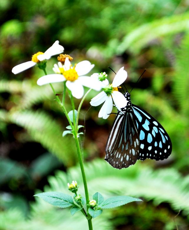 Free stock image of Little Blue Butterfly created by Maryrose Roque