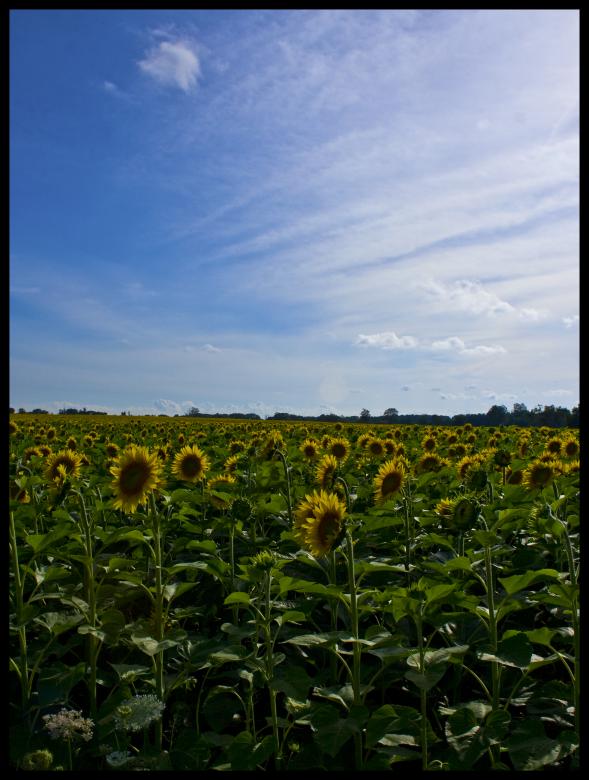 Free stock image of Sunflower Field created by Ty666