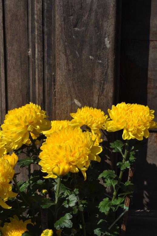 Free stock image of Yellow Flowers created by Maryrose Roque