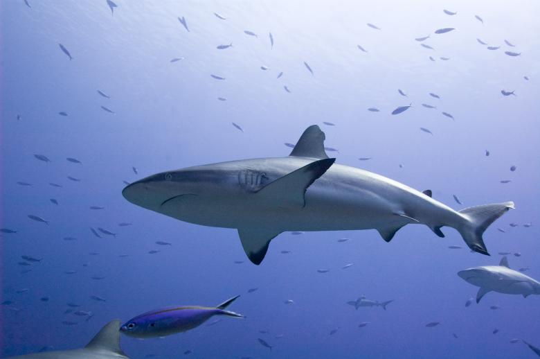 Free stock image of Sharks 2 created by Ana Martin