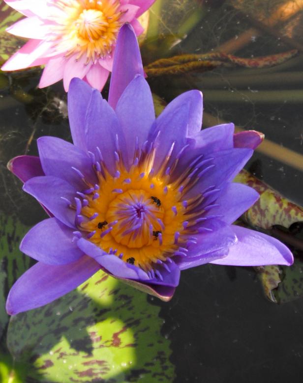 Free stock image of Lotus flower created by Ana Martin