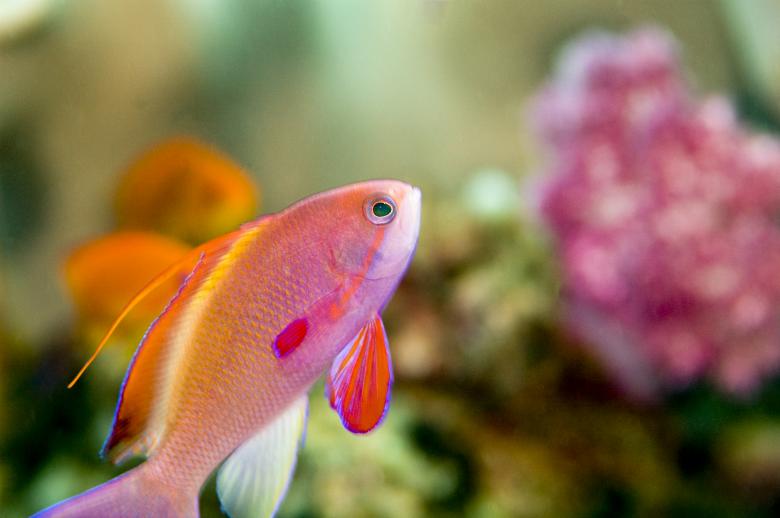 Free stock image of Anthias created by Ana Martin