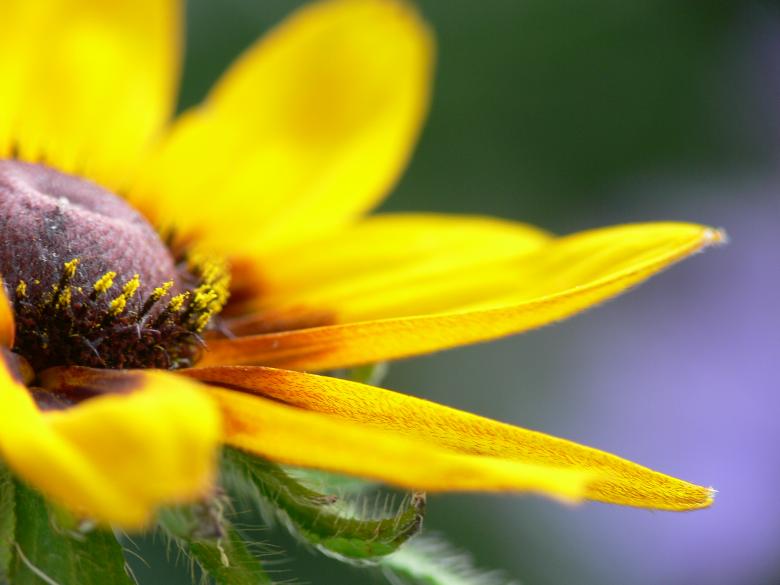 Free stock image of Yellow Flower created by Abdul Noushad