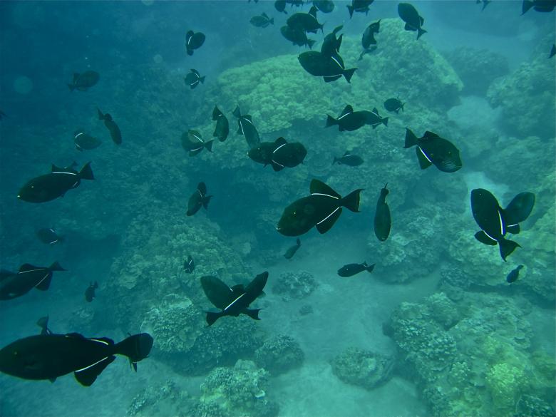 Free stock image of Fish in Hawaii created by Bryan