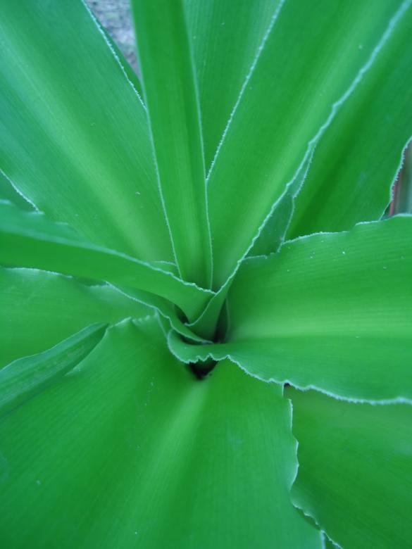 Free stock image of Green plant created by João Gomes da Silva Brás