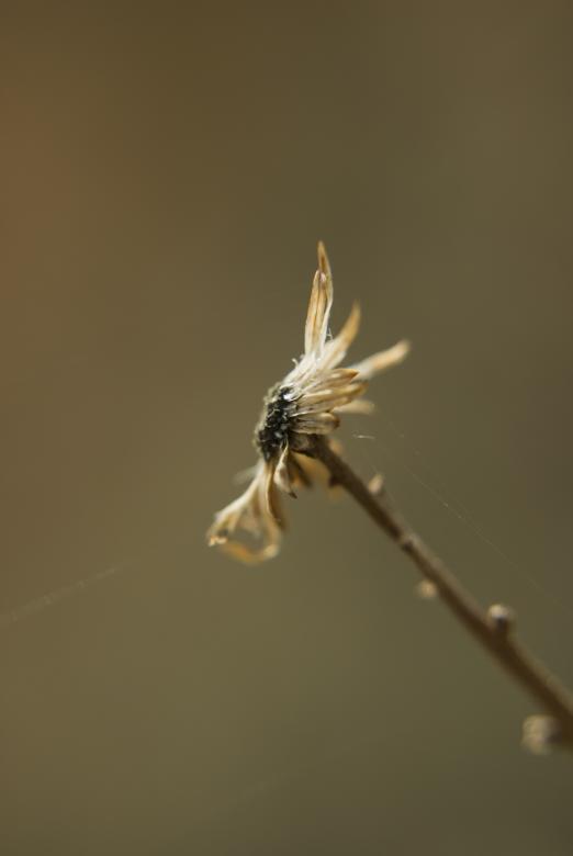 Free stock image of Macro flower created by Noem9 Studio