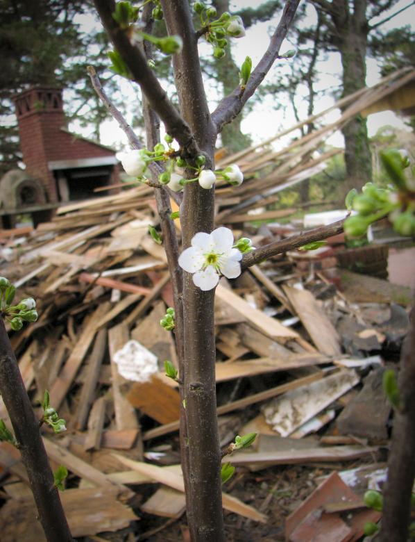 Free stock image of Plum flower blossom created by Barbara Din