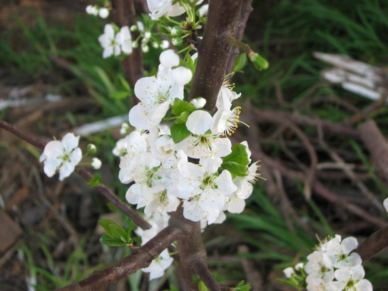 Free stock image of Plum flower blossom created by Barbara Din