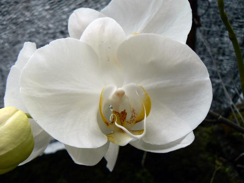 Free stock image of Orchid created by Ian McArthur
