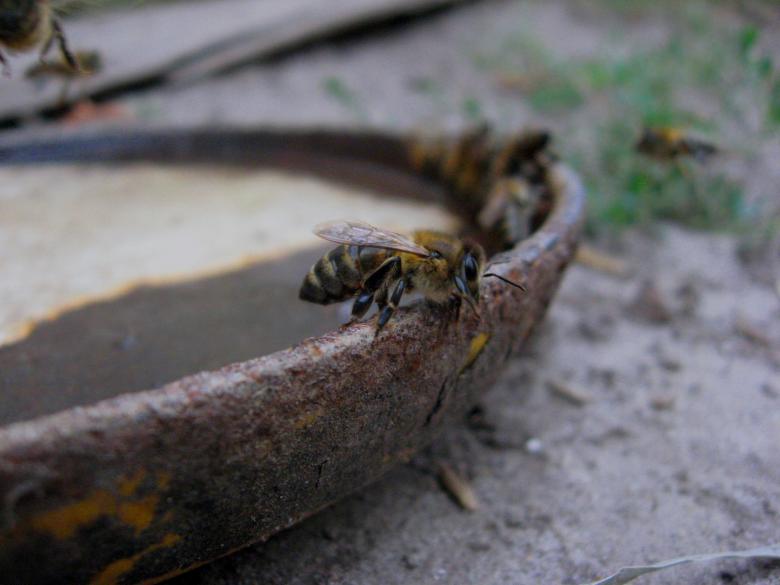 Free stock image of Bee created by Andrej