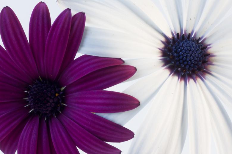 Free stock image of Two daisies created by anniegreenwood