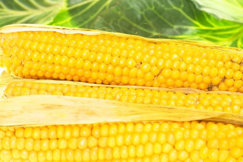 Free stock image of corn created by 2happy