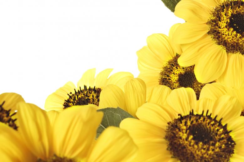 Free stock image of Sunflowers created by 2happy