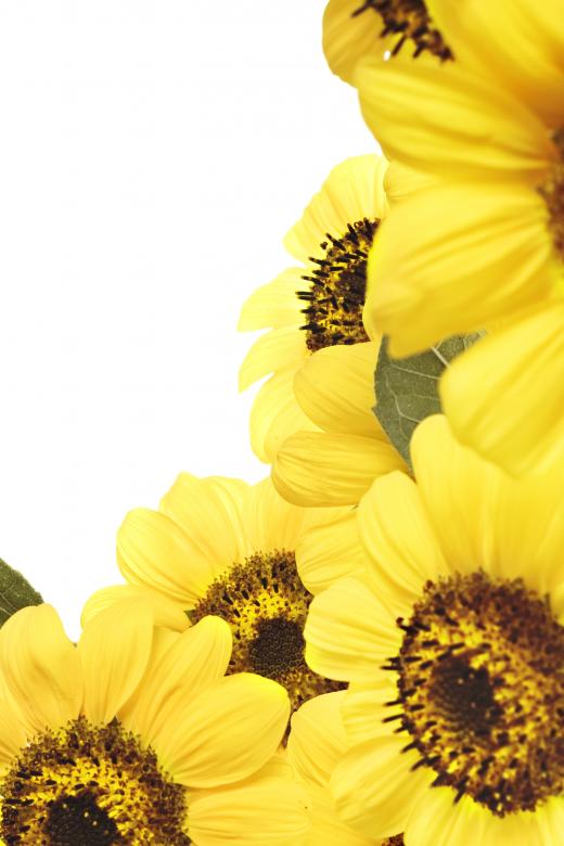 Free stock image of Sunflowers created by 2happy