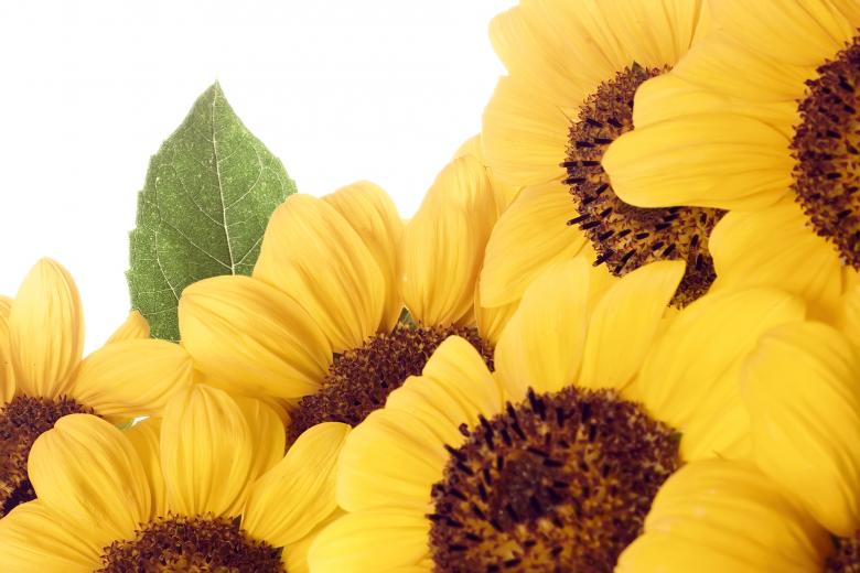 Free stock image of Sunflowers created by 2happy