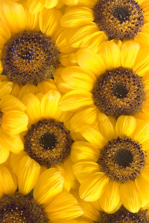Free stock image of Sunflowers created by 2happy