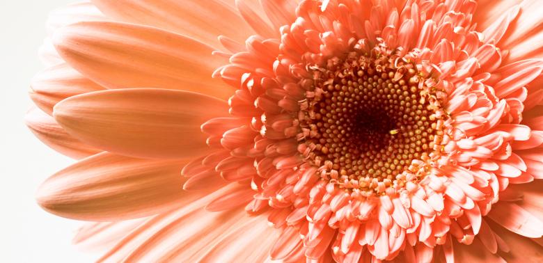 Free stock image of Closeup of Gerbera Flower created by 2happy