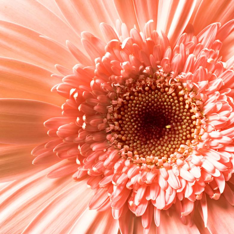 Free stock image of flower created by 2happy