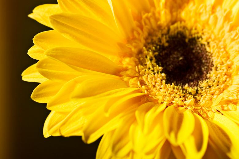 Free stock image of flower created by 2happy