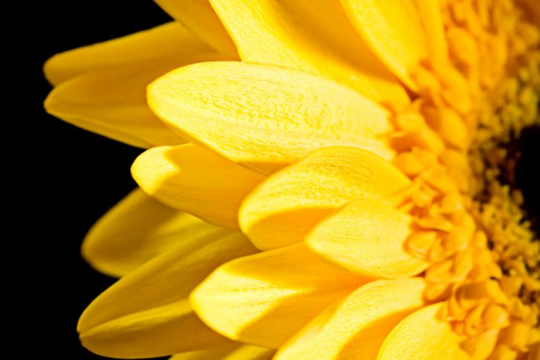 Free stock image of Yellow Flower Petals Closeup created by 2happy