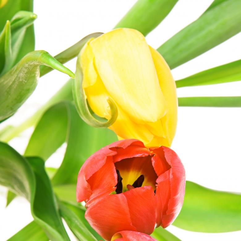 Free stock image of flower created by 2happy