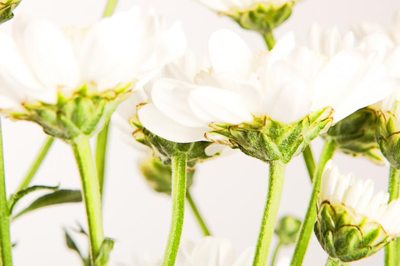 Free stock image of White Spring Flowers created by 2happy