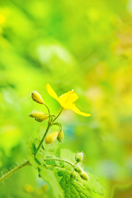 Free stock image of Yellow Flower on Green created by 2happy
